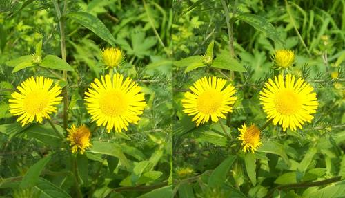 三维立体画-刘红石作品-立体摄影