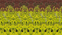 蛙