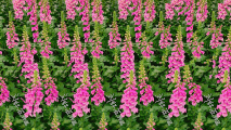 虫