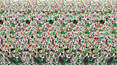豹