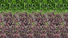 法槌