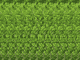 菊