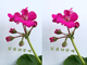 立体摄影-花